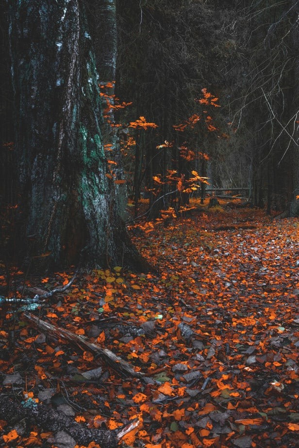 Autumn Woods: