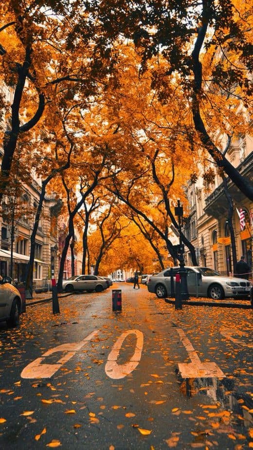 Fall Street: